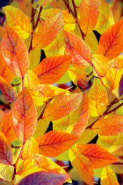 Bluejay Highbush Blueberry - 1 Gallon Pot -Wilson Bros Garden vaccinum corymbosum bluejay highbush blueberry 2