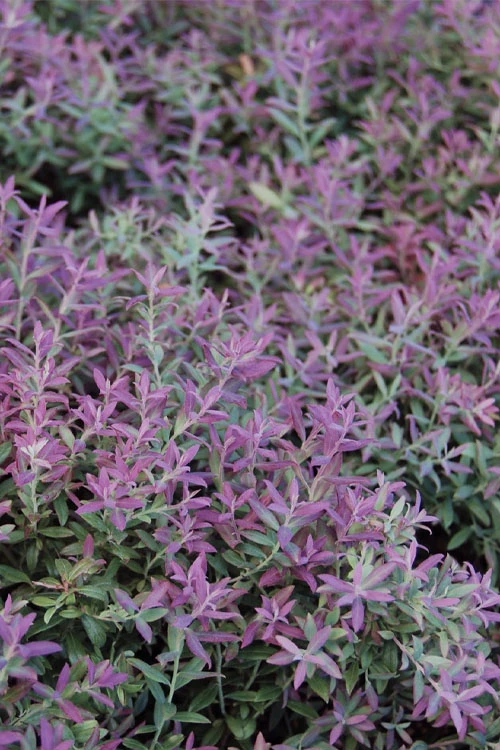 Rosa's Blush Blueberry (Vaccinium Darrowii) - 3 Gallon Pot 10 Rosa's Blush Blueberry (Vaccinium Darrowii) - 3 Gallon Pot - Image 8