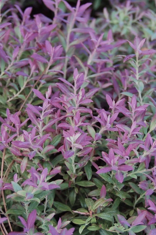 Rosa's Blush Blueberry (Vaccinium Darrowii) - 3 Gallon Pot 3 Rosa's Blush Blueberry (Vaccinium Darrowii) - 3 Gallon Pot