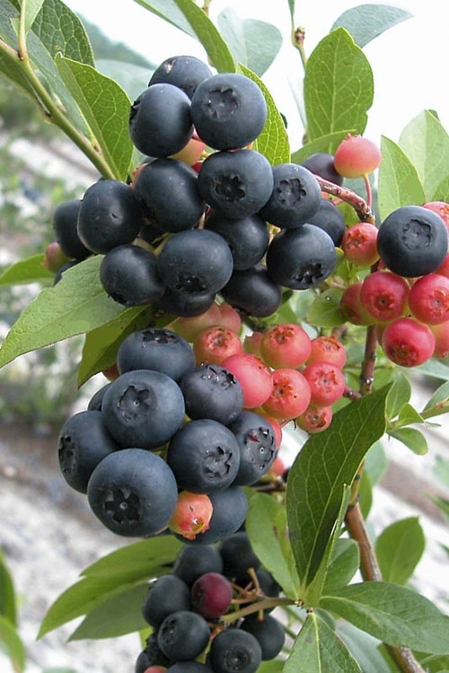 Nocturne Blueberry Bush - 3 Gallon Pot 3 Nocturne Blueberry Bush - 3 Gallon Pot