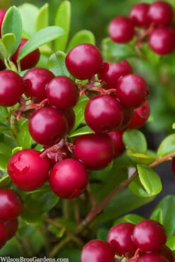 Red Candy Ligonberry (Vaccinum Vitis-idaea) - 1 Gallon -Wilson Bros Garden vaccinum vitis idaea red candy ligonberry 2