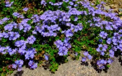Turkish Blue Veronica (Creeping Speedwell) - 5 Pack Of Pint Pots -Wilson Bros Garden veronica liwanensis turkish creeping speedwell 2 1