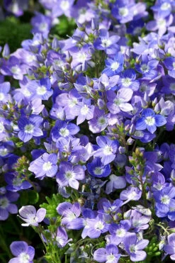 Turkish Blue Veronica (Creeping Speedwell) - 5 Pack Of Pint Pots -Wilson Bros Garden veronica liwanensis turkish creeping speedwell 3 1