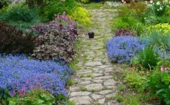 Georgia Blue Veronica Umbrosa - 6 Pack Of 1 Gallon Pots -Wilson Bros Garden veronica peduncularis georgia blue speedwell 1