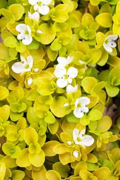 Sunshine Golden Creeping Veronica (Speedwell) - 6 Pack Of Pint Pots -Wilson Bros Garden veronica repens sunshine speedwell 1