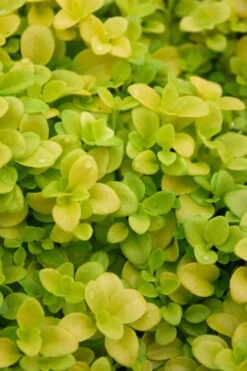 Sunshine Golden Creeping Veronica (Speedwell) - 6 Pack Of Pint Pots -Wilson Bros Garden veronica repens sunshine speedwell 2