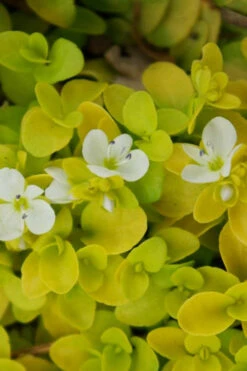 Sunshine Golden Creeping Veronica (Speedwell) - 6 Pack Of Pint Pots -Wilson Bros Garden veronica sunshine 500x750 1