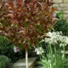 Coppertop Sweet Viburnum (Single Trunk Topiary Tree) - 5 Gallon Pot 2 Coppertop Sweet Viburnum (Single Trunk Topiary Tree) - 5 Gallon Pot -Wilson Bros Garden viburnum coppertop tree 1