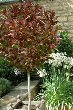 Coppertop Sweet Viburnum (Single Trunk Topiary Tree) - 5 Gallon Pot