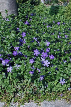 Bigleaf Periwinkle (Vinca Major) - 8 Pack Of 2.5" Pots -Wilson Bros Garden vinca major bigleaf periwinkle 10