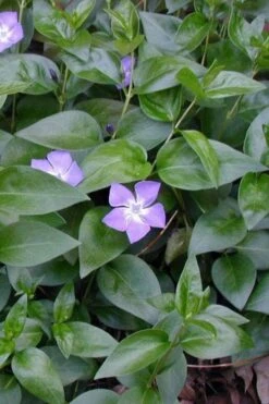 Bigleaf Periwinkle (Vinca Major) - 18 Pack Of Pint Pots -Wilson Bros Garden vinca major bigleaf periwinkle 12 1