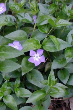 Bigleaf Periwinkle (Vinca Major) - 8 Pack Of 2.5" Pots -Wilson Bros Garden vinca major bigleaf periwinkle 12