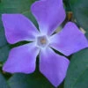 Bigleaf Periwinkle (Vinca Major) - 10 Pack Of Pint Pots -Wilson Bros Garden vinca major bigleaf periwinkle 13 2