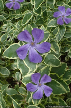 Variegated Bigleaf Periwinkle (Vinca Major 'Variegata') - 6 Pack Of Pint Pots -Wilson Bros Garden vinca major variegata big leaf periwinkle 10 1