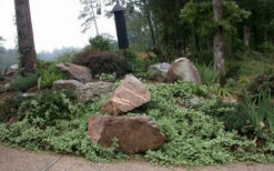 Variegated Bigleaf Periwinkle (Vinca Major 'Variegata') - 18 Pack Of Pint Pots -Wilson Bros Garden vinca major variegata big leaf periwinkle 12