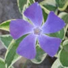 Variegated Bigleaf Periwinkle (Vinca Major 'Variegata') - 6 Pack Of Pint Pots -Wilson Bros Garden vinca major variegata rev 500x750 1