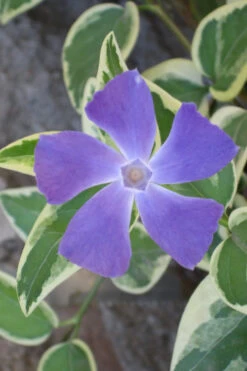 Variegated Bigleaf Periwinkle (Vinca Major 'Variegata') - 6 Pack Of Pint Pots