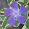Variegated Bigleaf Periwinkle (Vinca Major 'Variegata') - 18 Pack Of Pint Pots -Wilson Bros Garden vinca major variegata rev 500x750 thumbnail