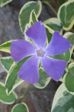 Variegated Bigleaf Periwinkle (Vinca Major 'Variegata') - 18 Pack Of Pint Pots