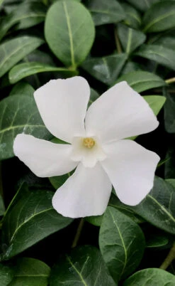 White Evergreen Periwinkle (Vinca Minor 'Alba') - 18 Pack Of Pint Pots 16 White Evergreen Periwinkle (Vinca Minor 'Alba') - 18 Pack Of Pint Pots -Wilson Bros Garden vinca minor alba white evergreen periwinkle 1 1