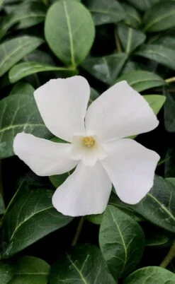 White Evergreen Periwinkle (Vinca Minor 'Alba') - 5 Pack Of Pint Pots -Wilson Bros Garden vinca minor alba white evergreen periwinkle 1