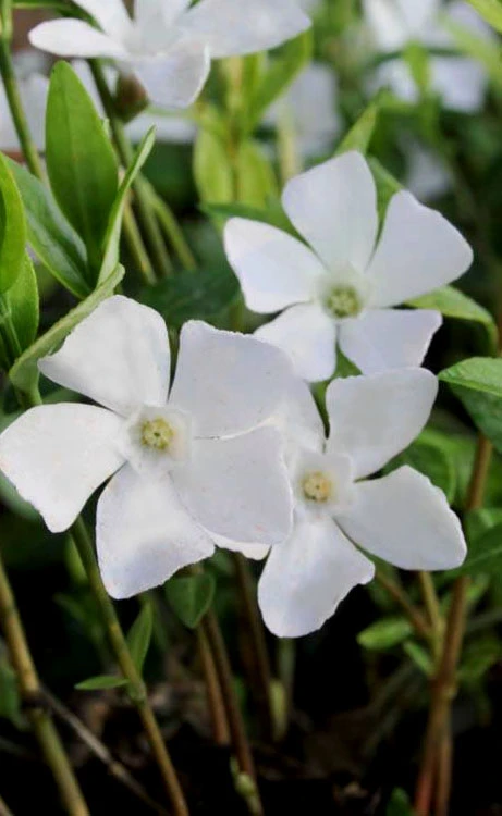 White Evergreen Periwinkle (Vinca Minor 'Alba') - 18 Pack Of Pint Pots 3 White Evergreen Periwinkle (Vinca Minor 'Alba') - 18 Pack Of Pint Pots