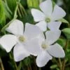White Evergreen Periwinkle (Vinca Minor 'Alba') - 5 Pack Of Pint Pots -Wilson Bros Garden vinca minor alba white evergreen periwinkle 5