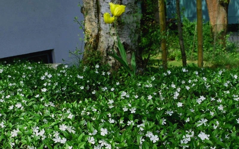 White Evergreen Periwinkle (Vinca Minor 'Alba') - 18 Pack Of Pint Pots 7 White Evergreen Periwinkle (Vinca Minor 'Alba') - 18 Pack Of Pint Pots - Image 5