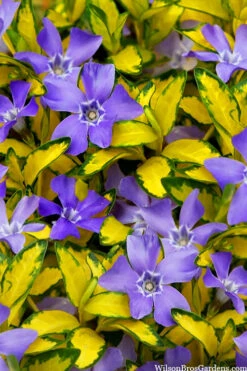 Illumination Variegated Periwinkle (Vinca Minor) - 10 Pack Of Pint Pots -Wilson Bros Garden vinca minor illumination 10 4