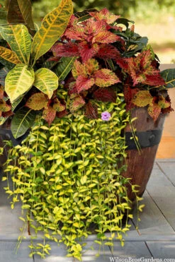 Illumination Variegated Periwinkle (Vinca Minor) - 5 Pack Of Pint Pots -Wilson Bros Garden vinca minor illumination 7 1