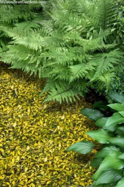 Illumination Variegated Periwinkle (Vinca Minor) - 18 Pack Of Pint Pots -Wilson Bros Garden vinca minor illumination 8 2