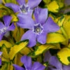 Illumination Variegated Periwinkle (Vinca Minor) - 10 Pack Of Pint Pots -Wilson Bros Garden vinca minor illumination 9 4