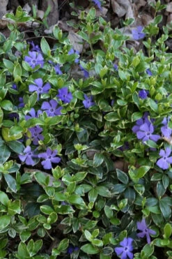 Ralph Shugert Variegated Periwinkle - Vinca Minor - 5 Pack Of Pint Pots -Wilson Bros Garden vinca minor ralph shugert variegated evergreen periwinkle 4