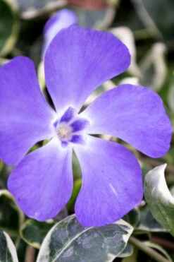 Ralph Shugert Variegated Periwinkle - Vinca Minor - 3 Pack Of Pint Pots -Wilson Bros Garden vinca minor ralph shugert variegated evergreen periwinkle 6 1
