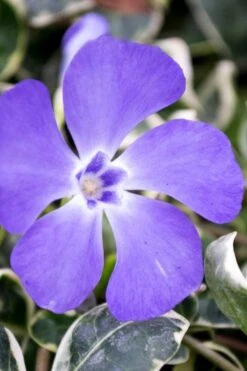 Ralph Shugert Variegated Periwinkle (Vinca Minor) - 6 Pack Of Pint Pots -Wilson Bros Garden vinca minor ralph shugert variegated evergreen periwinkle 6 3