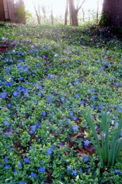 Ralph Shugert Variegated Periwinkle - Vinca Minor - 5 Pack Of Pint Pots -Wilson Bros Garden vinca minor ralph shugert variegated evergreen periwinkle 7