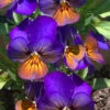 Celestial Northern Lights Hardy Viola - 5 Pack Of Quarts -Wilson Bros Garden viola celestial northern lights 4