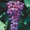 Catawba Grape Vine - 1 Gallon Pot -Wilson Bros Garden vitis catawba grape vine 2