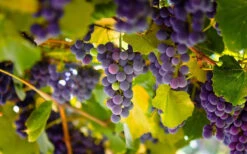 Catawba Grape Vine - 1 Gallon Pot -Wilson Bros Garden vitis catawba grape vine 3