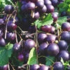 Paulk Muscadine Grape Vine - 1 Gallon Pot 2 Paulk Muscadine Grape Vine - 1 Gallon Pot -Wilson Bros Garden vitis rotundifolia paulk muscadine vine 1