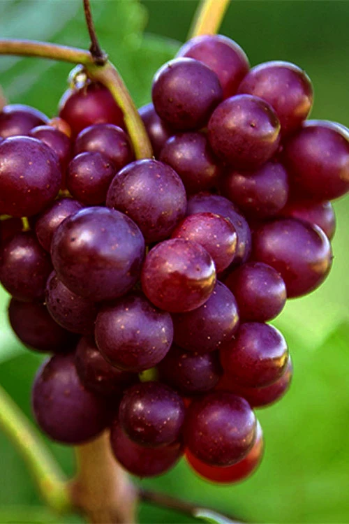 RazzMatazz Seedless Grape Vine - 3 Gallon Pot 3 RazzMatazz Seedless Grape Vine - 3 Gallon Pot