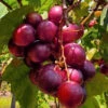 Ruby Crisp Muscadine Grape Vine - 1 Gallon Pot 2 Ruby Crisp Muscadine Grape Vine - 1 Gallon Pot -Wilson Bros Garden vitis rotundifolia ruby crisp muscadine vine 1