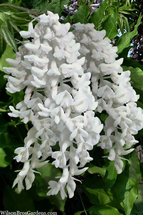 Clara Mack White Kentucky Wisteria Vine - 3 Gallon Pot 3 Clara Mack White Kentucky Wisteria Vine - 3 Gallon Pot