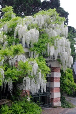 Clara Mack White Kentucky Wisteria Vine - 3 Gallon Pot 11 Clara Mack White Kentucky Wisteria Vine - 3 Gallon Pot -Wilson Bros Garden wisteria macrostachya clara mack white kentucky wisteria 6