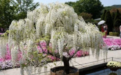 Clara Mack White Kentucky Wisteria Vine - 3 Gallon Pot 12 Clara Mack White Kentucky Wisteria Vine - 3 Gallon Pot -Wilson Bros Garden wisteria macrostachya clara mack white kentucky wisteria 9